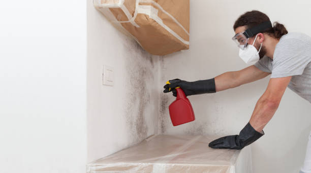 Professional Black Mold Removal technician working in Decatur, TX