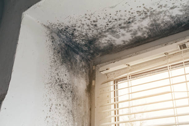 Affordable Basement Mold Removal solutions in Decatur, TX