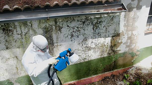 Top rated local Basement Mold Removal specialists in Decatur, TX